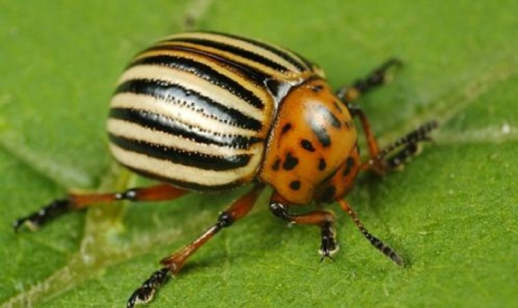 Metode eficiente pentru a scăpa de gândacul de Colorado