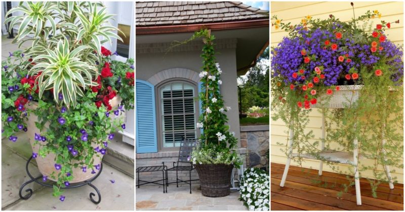Idei și sfaturi pentru ghivecele de grădină suspendate - Iată cum poți obține cele mai frumoase decoruri