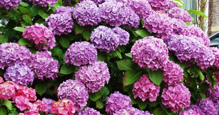 Cele mai frecvente greșeli pe care le fac grădinarii care cultivă hortensia. Nu le face și tu!