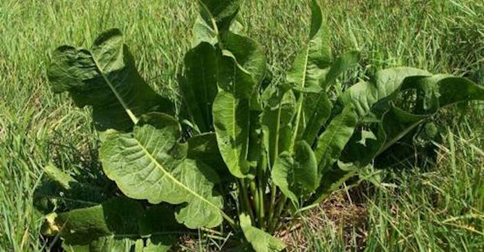 Hreanul este un aliment cu proprietăți vindecătoare