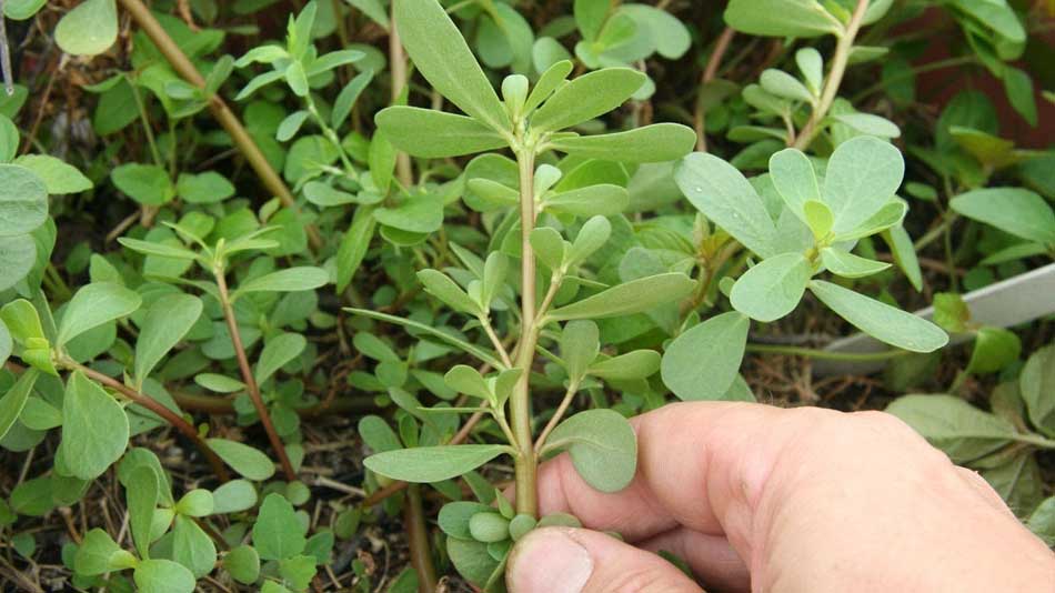 Nu MAI ARUNCA Această Plantă din GRĂDINA TA! Valoarea ei Este Inestimabilă! Nu este O SIMPLĂ BURUIANĂ!