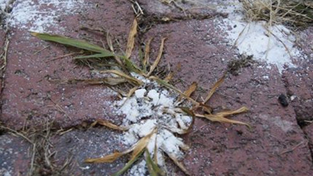 Înlăturarea buruienilor din grădină cu ajutorul bicarbonatului de sodiu - Metodă simplă