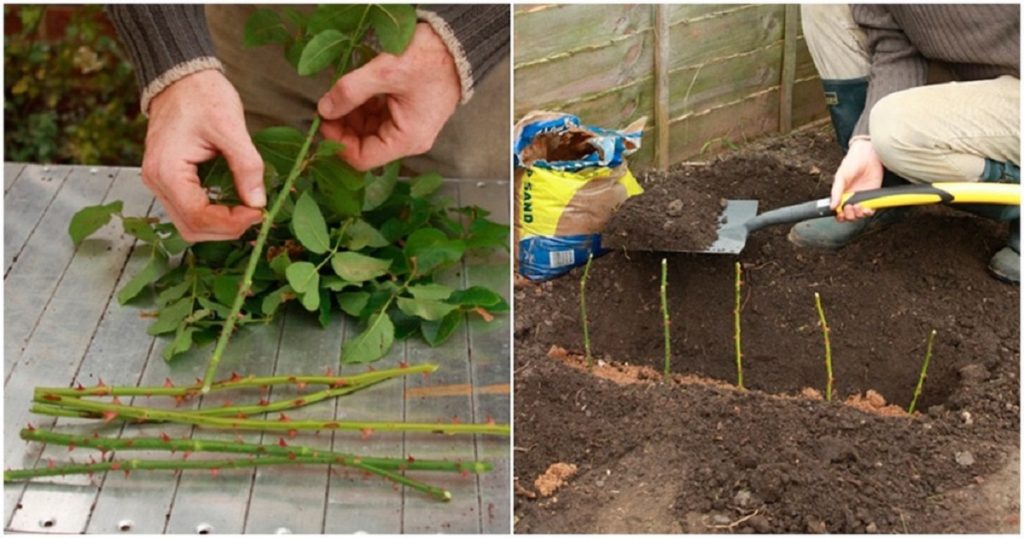 Înflorirea orhideei - Dacă vrei o orhidee frumoasă