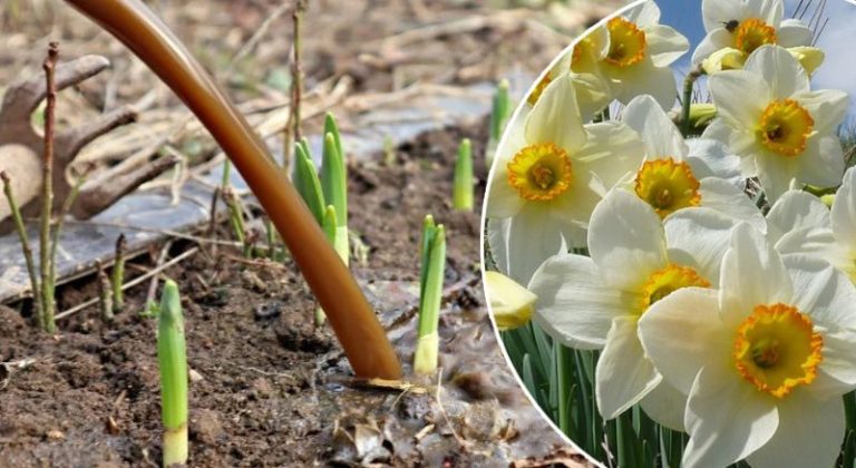 Cum să îngrijești lalelele și narcisele în luna Aprilie pentru a avea flori frumoase pentru mai mult timp