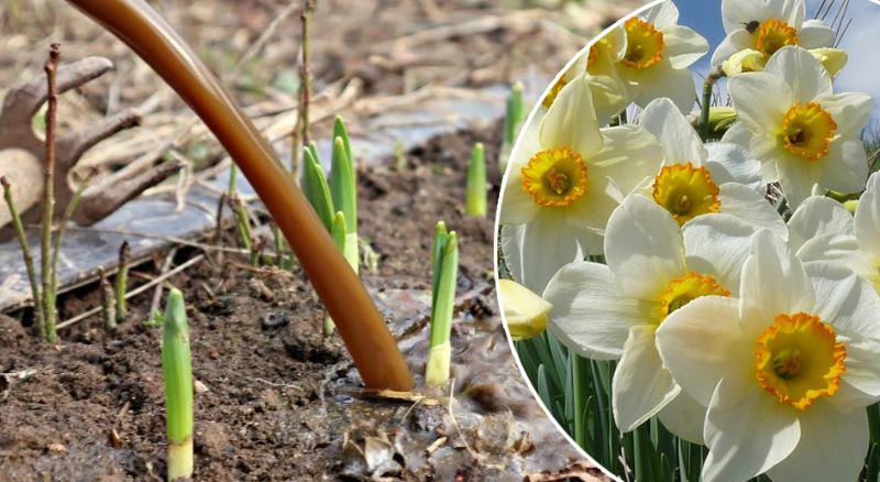 Cum să îngrijești lalelele și narcisele în luna Aprilie pentru a avea flori frumoase pentru mai mult timp