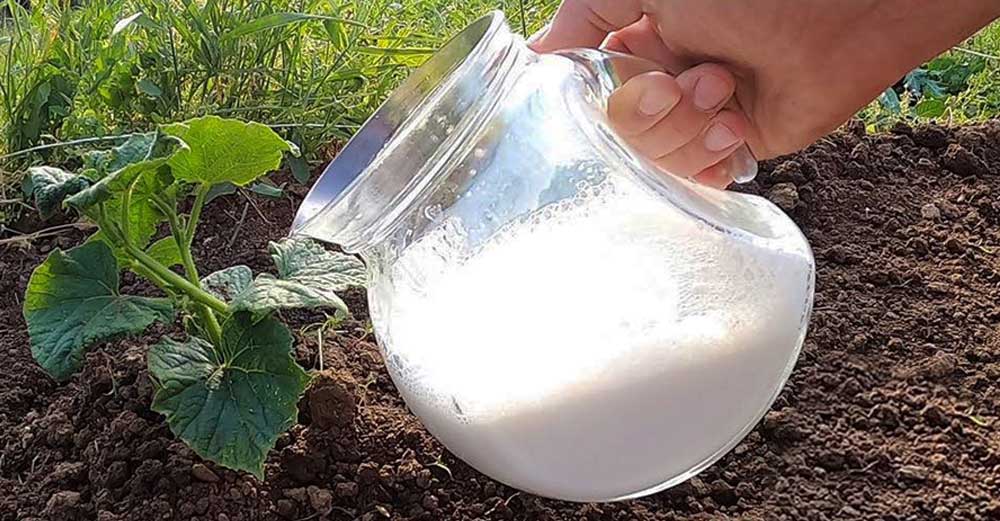 Cultivarea Castraveților - Îngrășământ Natural din Lapte și Drojdie Pentru Creștere