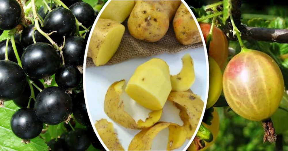 Am folosit coajă de cartofi că îngrășământ natural. Este excelent!