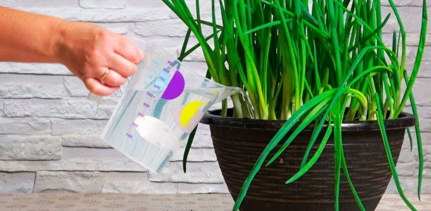 Cel mai eficient îngrășământ - Potrivit pentru tote recoltele