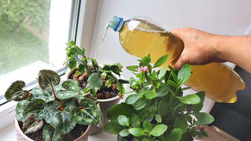 Udă florile de apartament cu această soluție pentru o creștere rapidă și flori deosebite