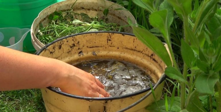 Îngrășământul natural universal care înlocuiește orice fertilizator - Mai eficient decât cele pline de chimicale