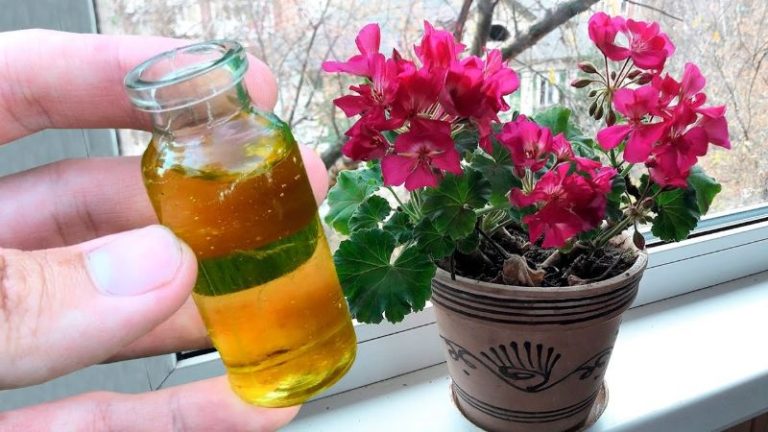 Îngrășământe pentru flori: asigură o înflorire deosebită