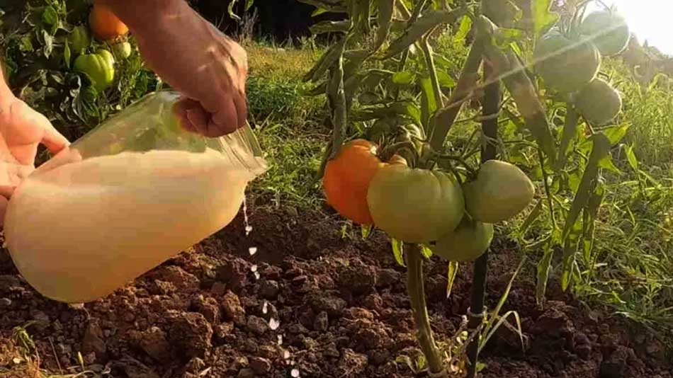 Pune Acest Amestc PLANTELOR de Grădină și Vor da ROADE Bogate! 3 Ingrediente Pentru Preparare