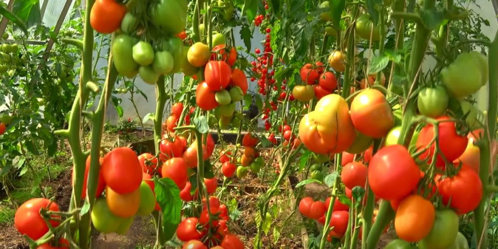 Cel mai bun îngrășământ pentru roșii - Vor rodi de 10 ori mai mult