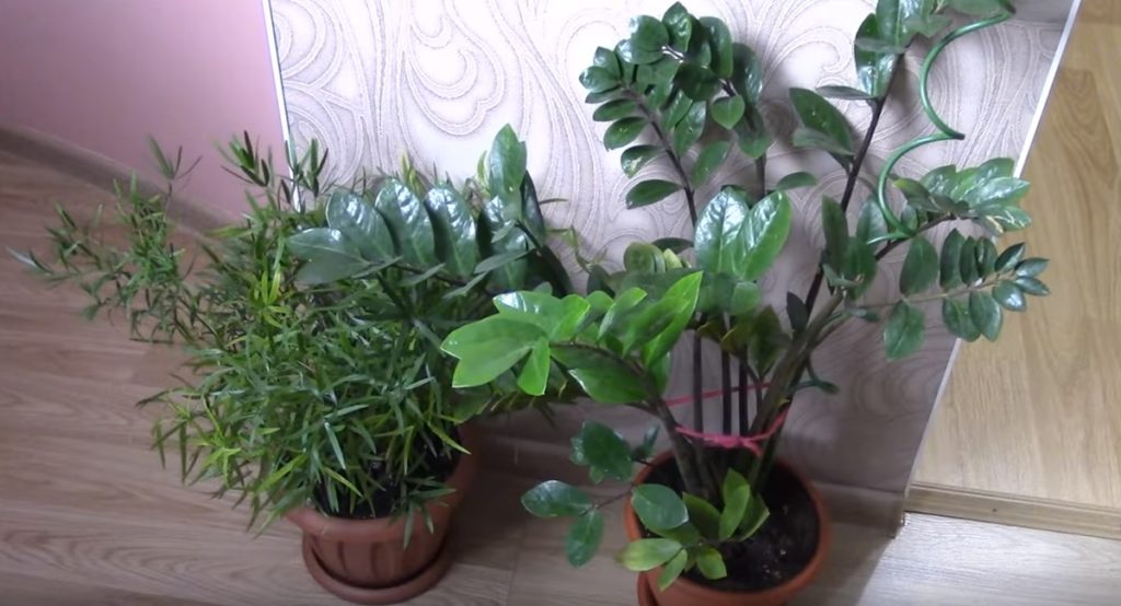 Îngrășământul pentru plantele de interior - Cel mai bun îngrășământ pentru o înflorire bogată