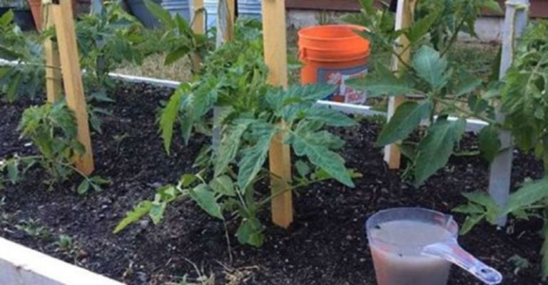 3 Tipuri de îngrășământ pentru roșii - Vei avea cele mai mari și mai gustoase roșii dintodeauna