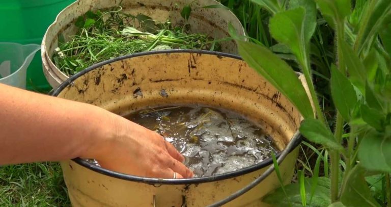 Îngrășământ NATURAL pentru ROȘII și Alte LEGUME! 100% EFICIENT Merită să-l Folosiți în Grădină!