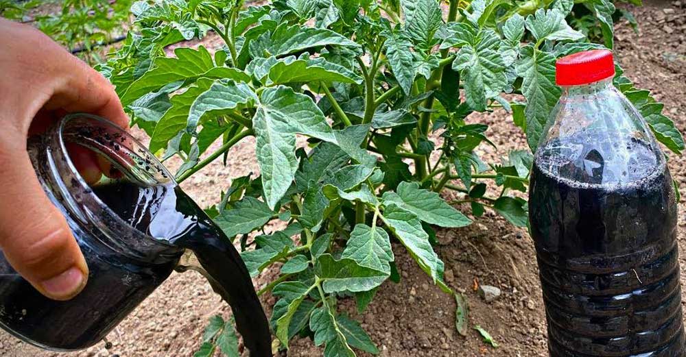 Îngrășământul din Urzici pentru Roșii și Castraveți - Află Cum Se Prepară și de Câte Ori se dă