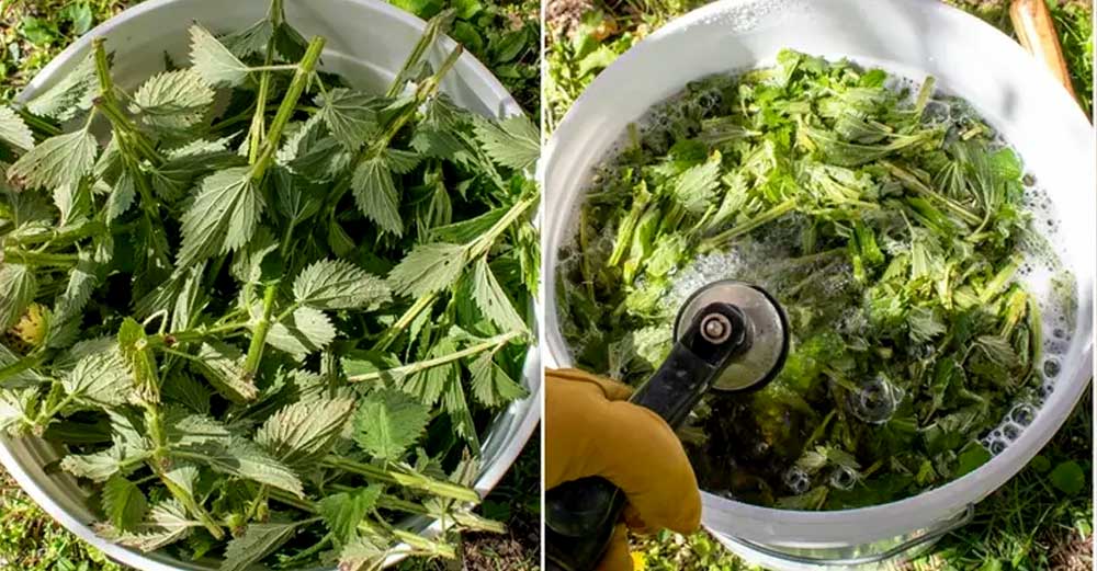 Cel Mai Puternic Fertilizator și Insecticid Natural [Ușor de Preparat - Am Postat Rețeta]