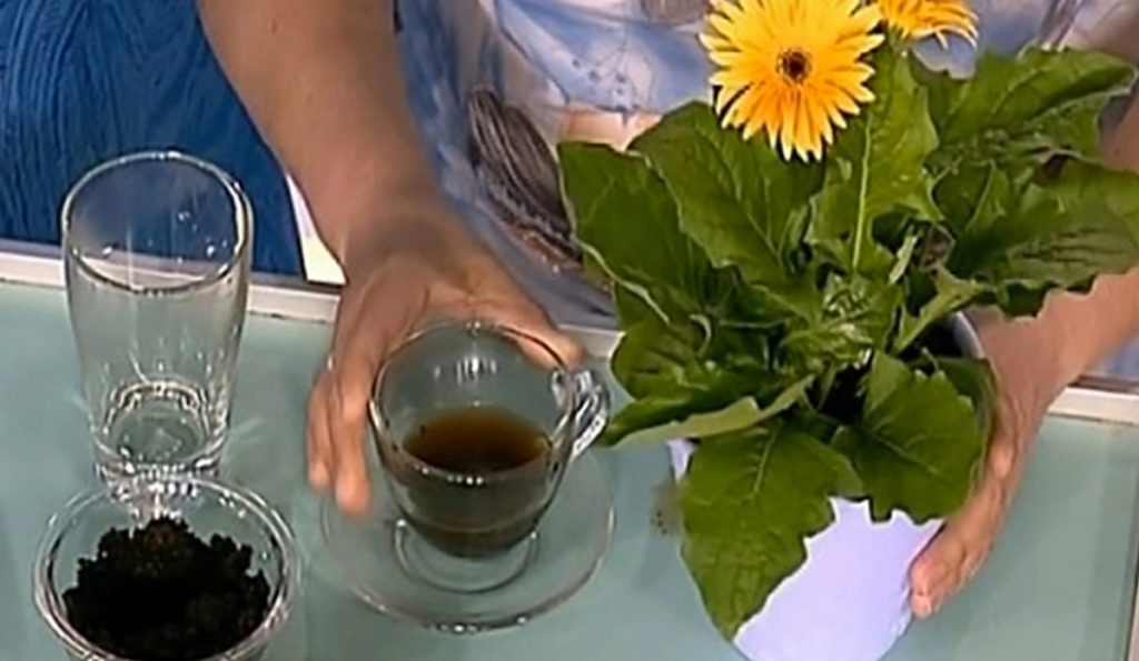 Îngrășăminte naturale pentru plantele de interior - Vor înflori mai tare