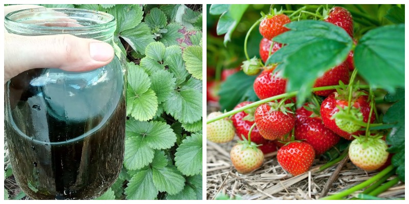 Vrei tufe frumoase și roditoare de căpșuni? Iată ce trebuie să folosești