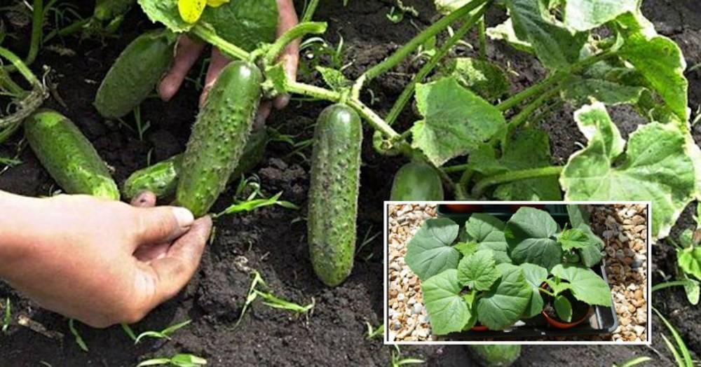 Iată cum a obținut bunica o cultură bogată de castraveți