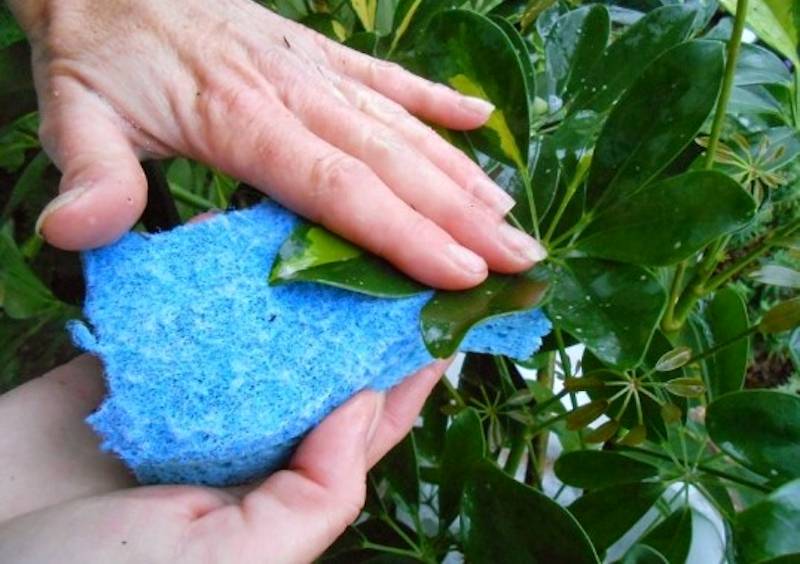 Cum să ai grijă de plante