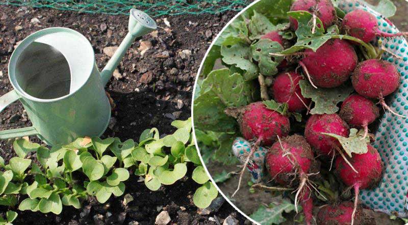 Dacă vei ține cont de următoarele sfaturi poți avea o cultură frumoasă de ridichi