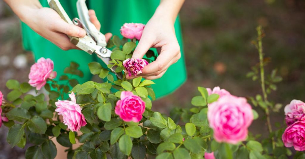 Îngrijirea trandafirilor - Sfaturi importante
