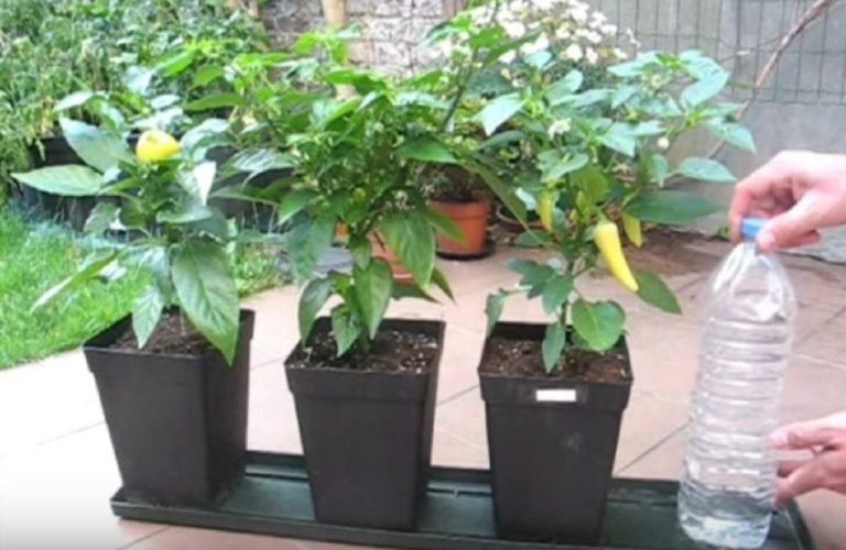 Îngrijirea plantelor de cameră - Sfaturi utile pentru a le mențin sănătoase