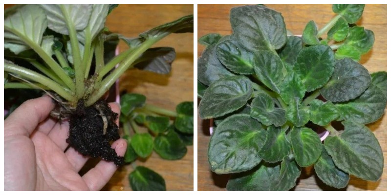 Vezi cum să îngrijești violetele ca să ai flori frumoase toată vara