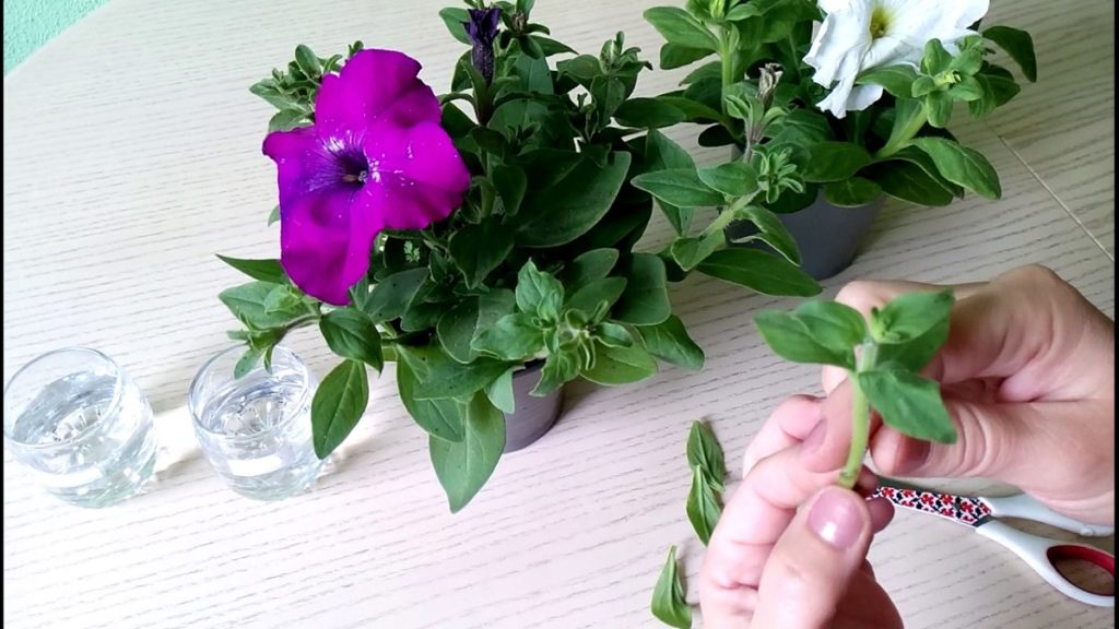 Iată cum poți înmuți petunia prin butași - Instrucțiuni pas cu pas