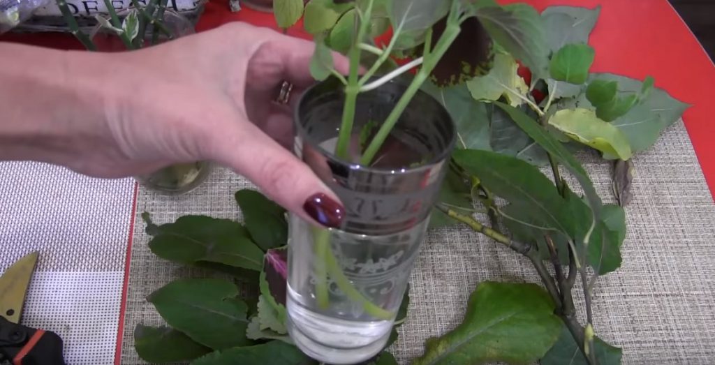 Metodă simplă și naturală pentru înrădăcinarea plantelor - Fără soluții pentru stimularea rădăcinilor