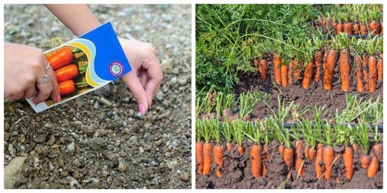 Sfaturi utile pentru o cultură bogată de morcovi. Totul începe cu însămânțarea de primăvară