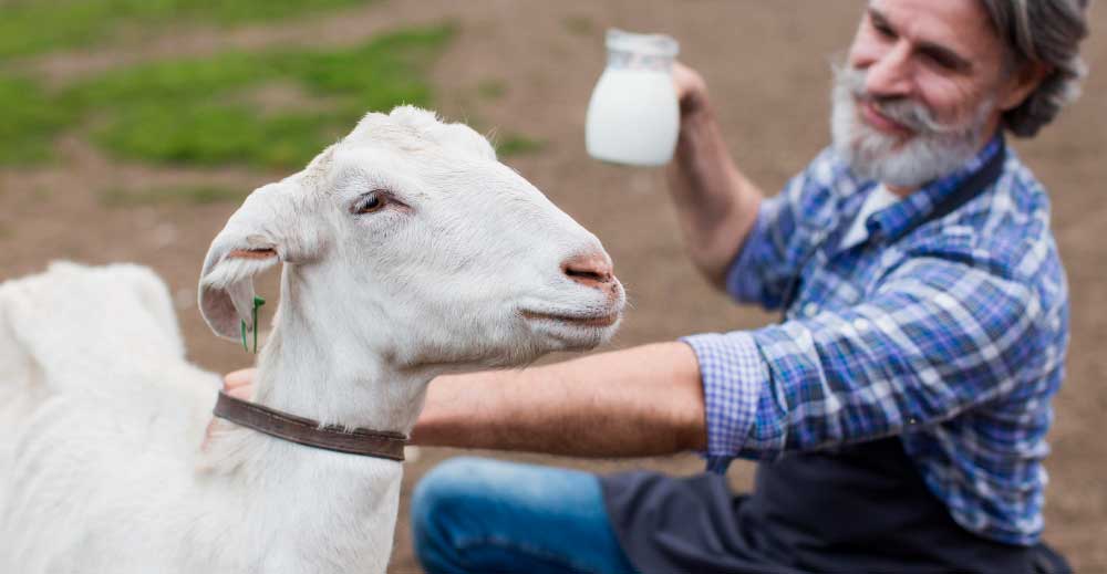 Laptele de capră