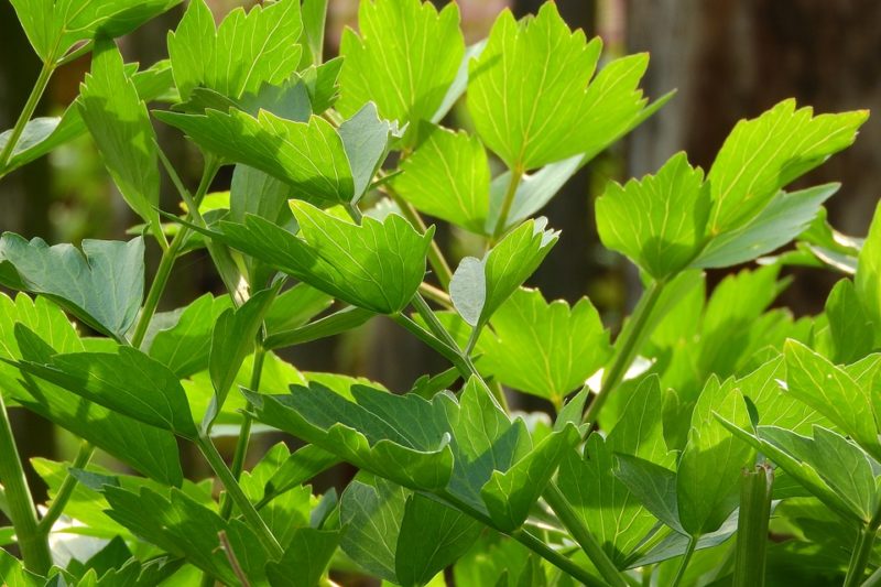 Leușteanul - Planta aromată cu proprietăți medicinale miraculoase. Trebuie consumată cât mai des!