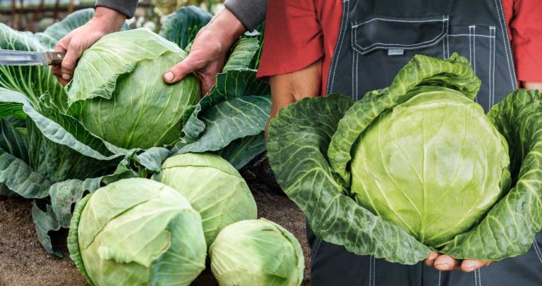 Varza Licurişca - Soi VECHI de 100 ANI readus la VIAȚĂ de CERCETĂTORII ROMÂNI din BUZĂU