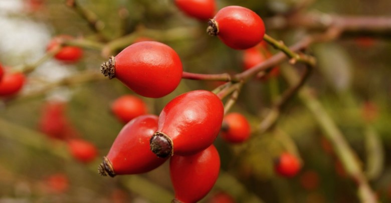 Cauți o sursă excelentă de vitamina C? Încearcă maceșele!