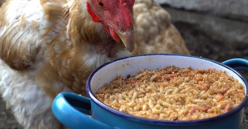 Ce NU au voie să mănânce găinile - lista completă cu alimente aparent inofensive