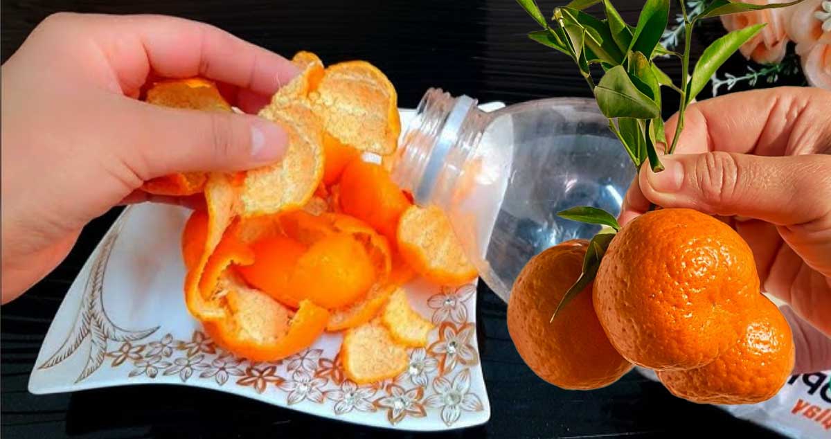 Secretul COJII de MANDARINĂ - Vezi Aici De Ce NU AR TREBUI Să le ARUNCI NICIODATĂ la GUNOI