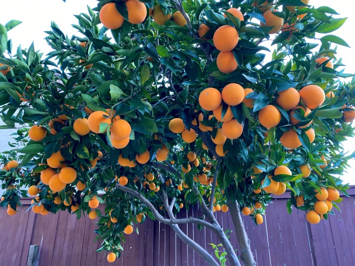 Mandarinele - Cele mai bogate citrice în vitamina C. fibre alimentare