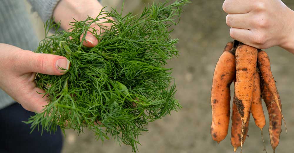 Mărarul trebuie plantat lângă morcov sau varză! Dacă nu făceai asta