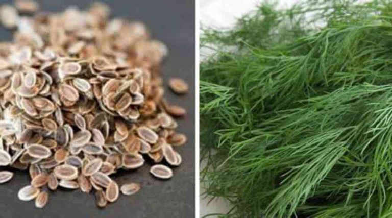 Mărarul fiert - Incredibil de benefic pentru sănătate