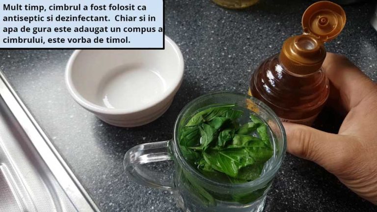 Beneficiile cimbrului: tratează infecțiile