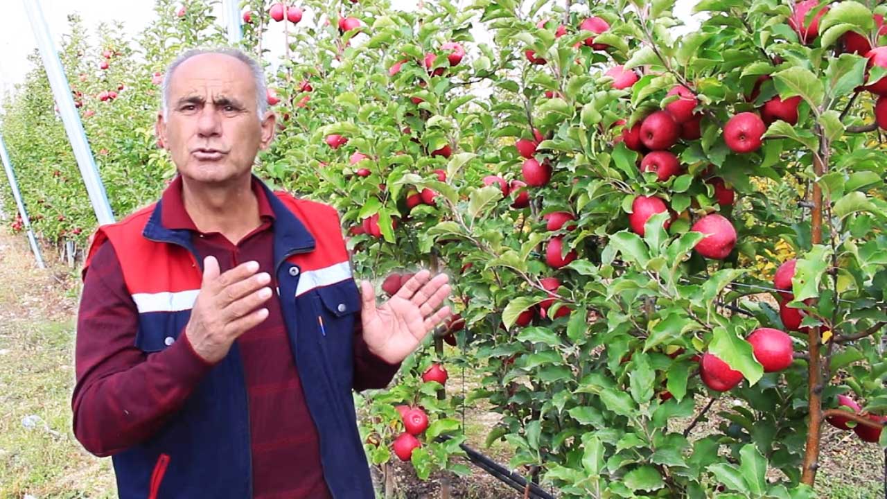 Merele - "doctoria" din grădină cu mari beneficii pentru intestine și inimă