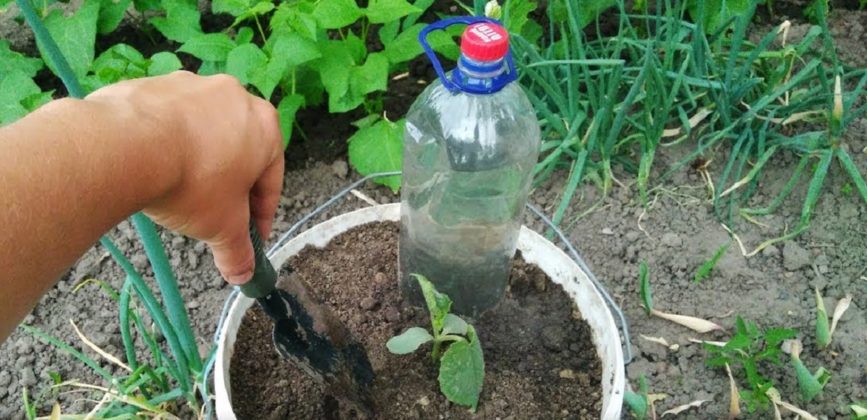 Așa se plantează castraveții dacă îți dorești o recoltă bogată