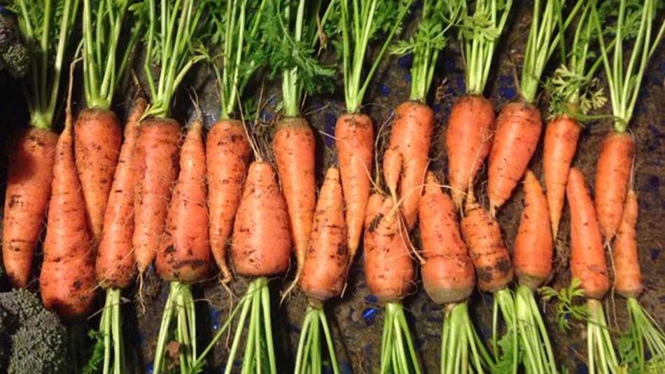3 Fertilizări Importante: Morcovii vor Crește MARI
