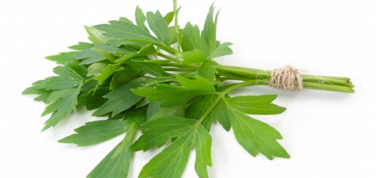 Beneficiile leușteanului pentru organism - Iată cum are acesta grijă de organismul tău