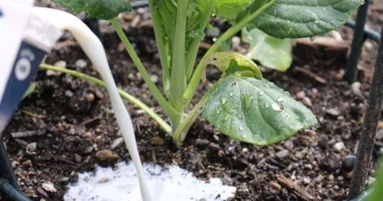 7 Utilizări ale Laptelui în Grădină. Trucuri geniale prin care poți folosi laptele în grădinărit