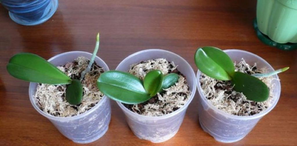 Avem o singură orhidee