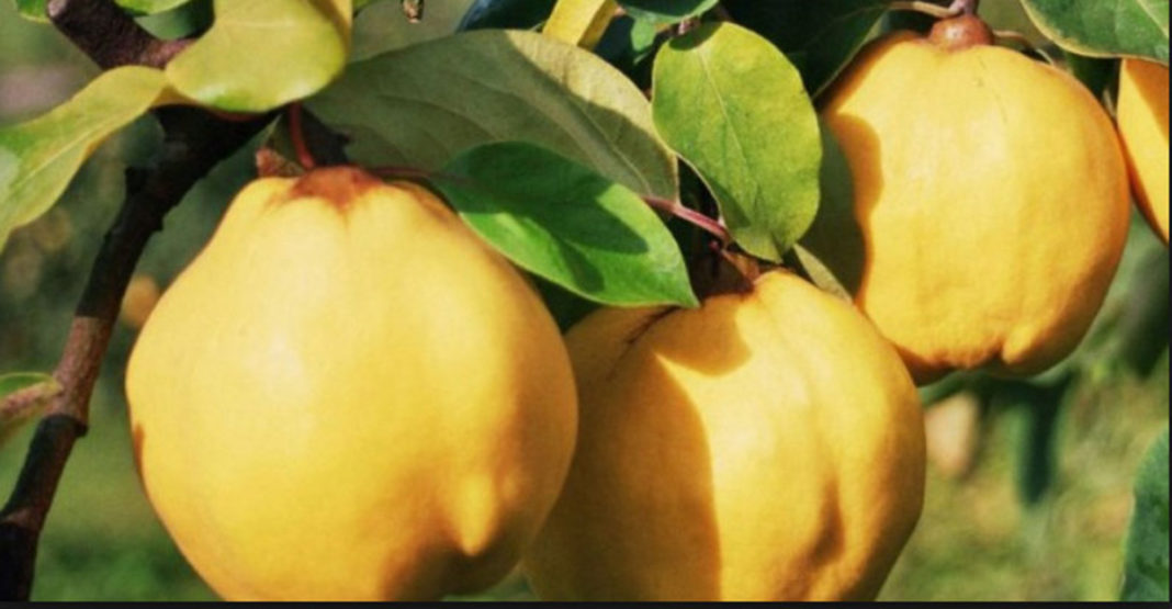 Ceaiul de gutui protejează stomacul și tratează afecțiunile la nivelul..